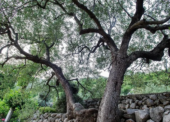 Apartament Olive Garden